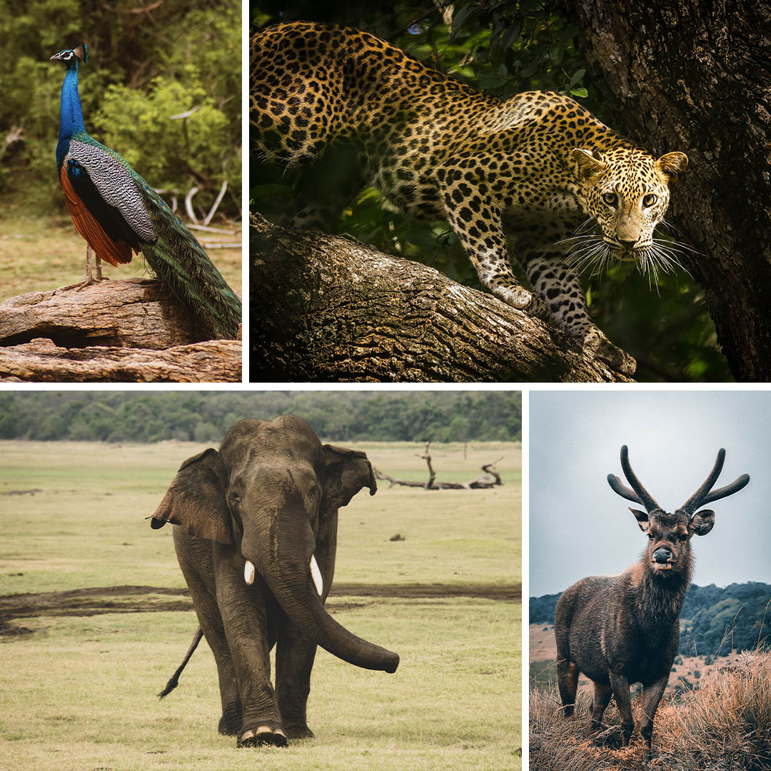 Nature & Wildlife